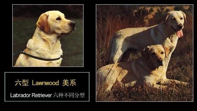 拉布拉多犬图片幼犬（拉布拉多6个品种的图片）