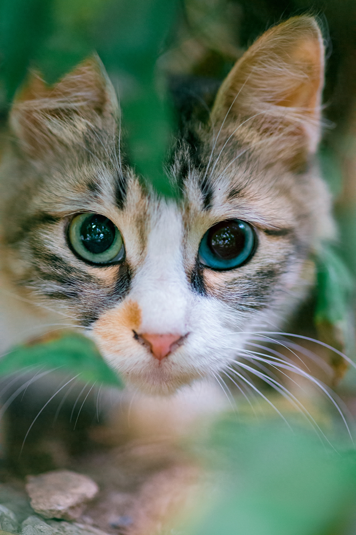 蓝绿异瞳三花猫，5年来第一次拍到，美呆了！