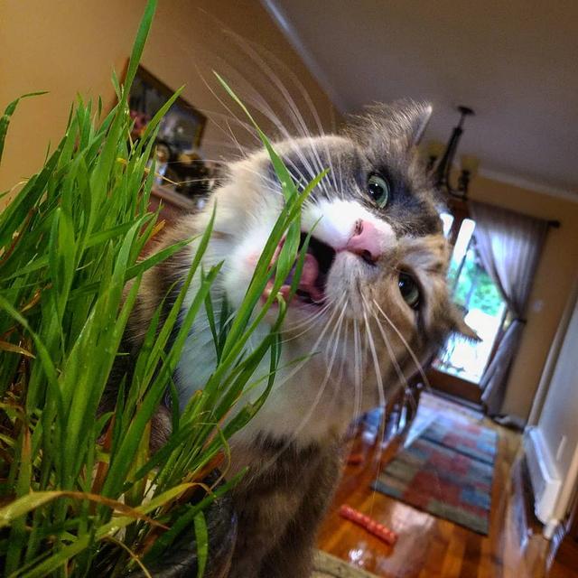 猫草多久吃一次比较好(猫草多久吃一次合适)