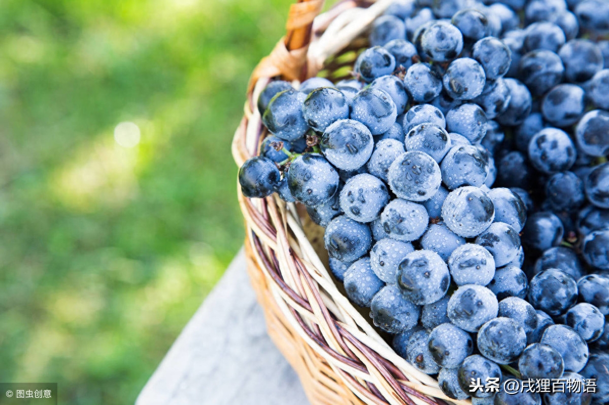 狗吃巧克力一定会死吗（附：常见的食物却是狗狗的致命物【含巧克力】）