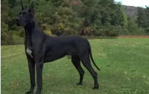 十大常见巨型犬排行（巨型犬品种大全）