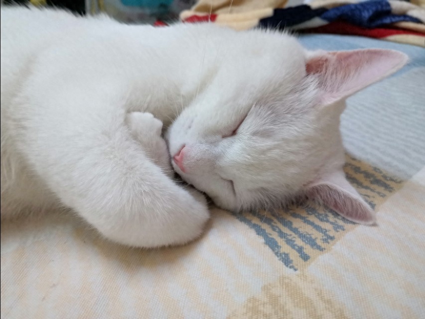 怎样判断猫报复性拉屎（注意：猫是报复心最强的动物）