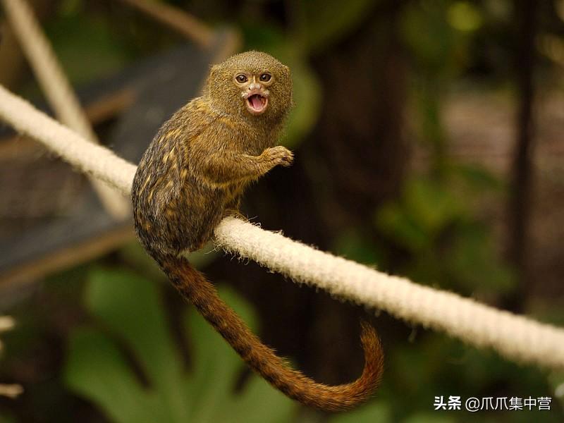 世界上最小的猴子有多小（侏狨又被称为指猴或松鼠猴）