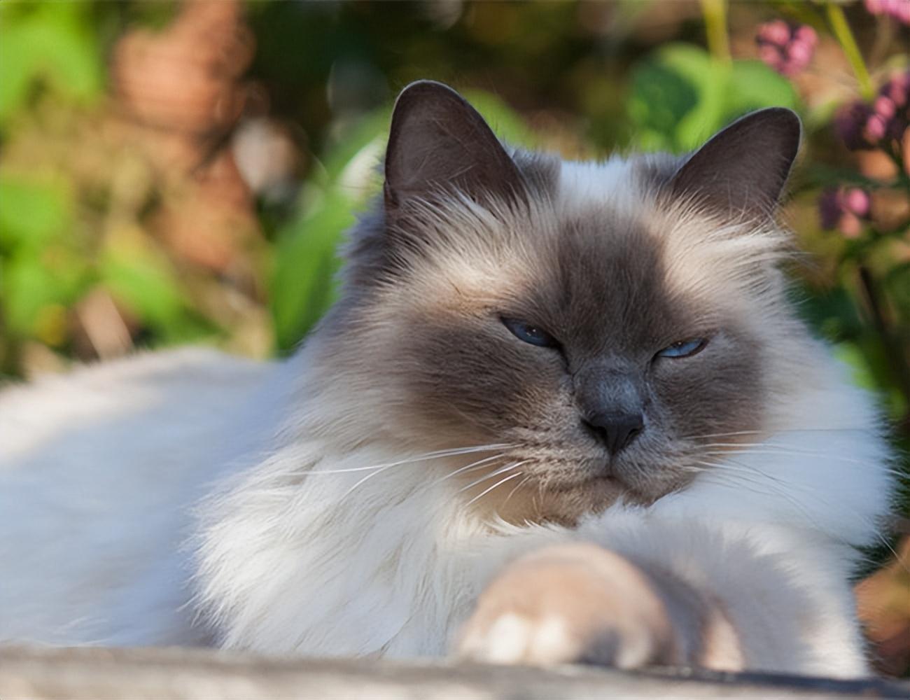 伯曼猫——被称为护殿神猫你了解吗（附：伯曼猫图）