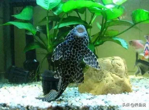 清道夫图片大全大图