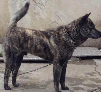 猎兔犬是任何犬种都行吗（附：训猎兔犬的总结）