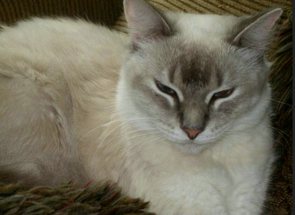 猫咪近亲繁殖有啥危害嘛