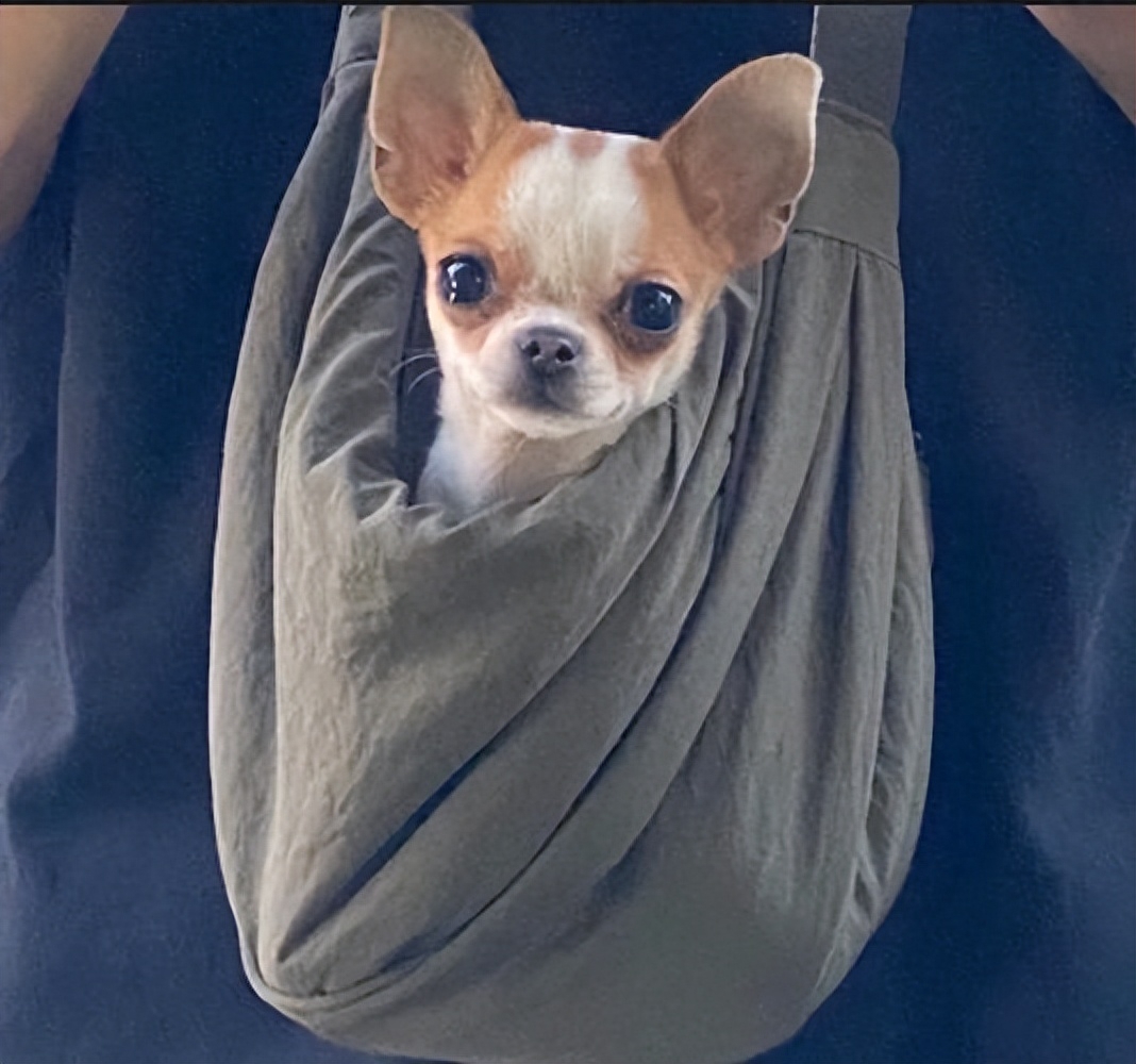 吉娃娃狗多少钱一只（附：了解吉娃娃的优缺点养后不心累）