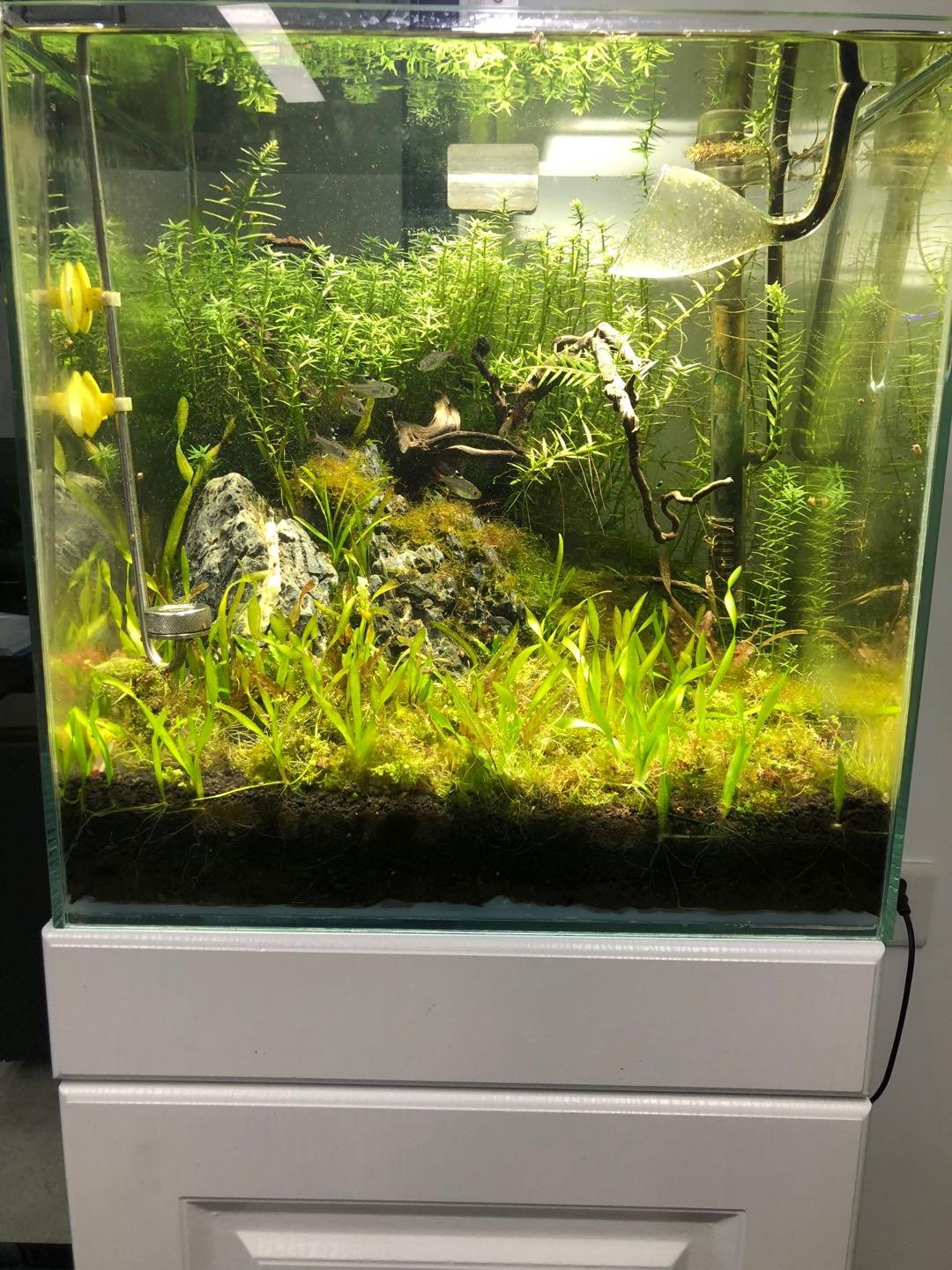 盘点9种适合新手养的鱼