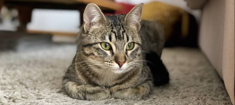 十大有名的中华田园猫（中华田园猫有几种）