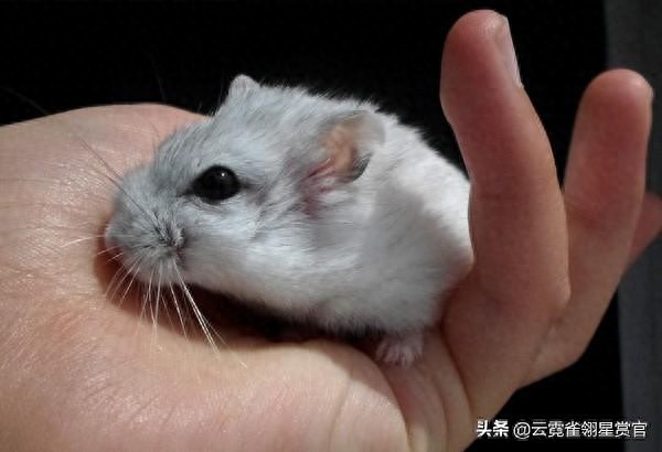 银狐仓鼠与其他两种仓鼠有何不同（附：千万别养银狐仓鼠）