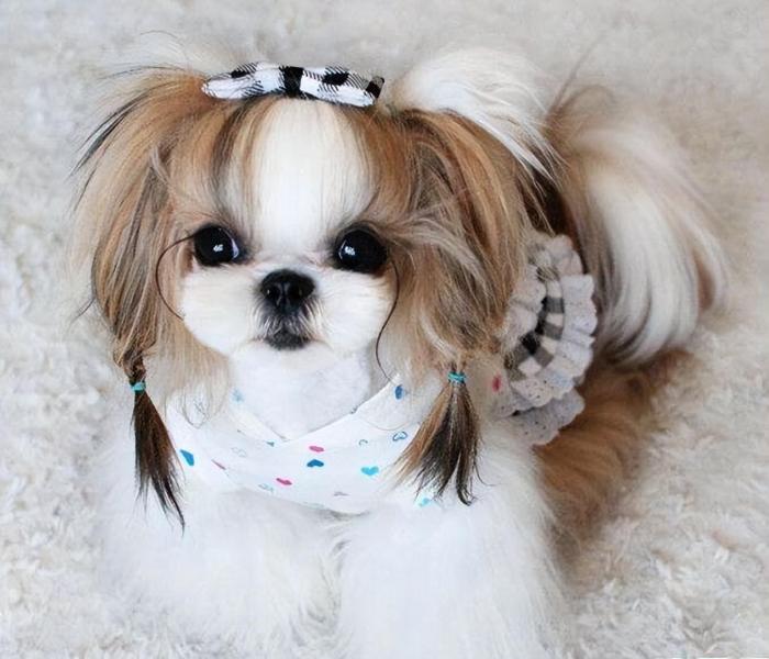 西施犬的图片大合集