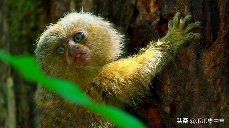 世界上最小的猴子有多小（侏狨又被称为指猴或松鼠猴）