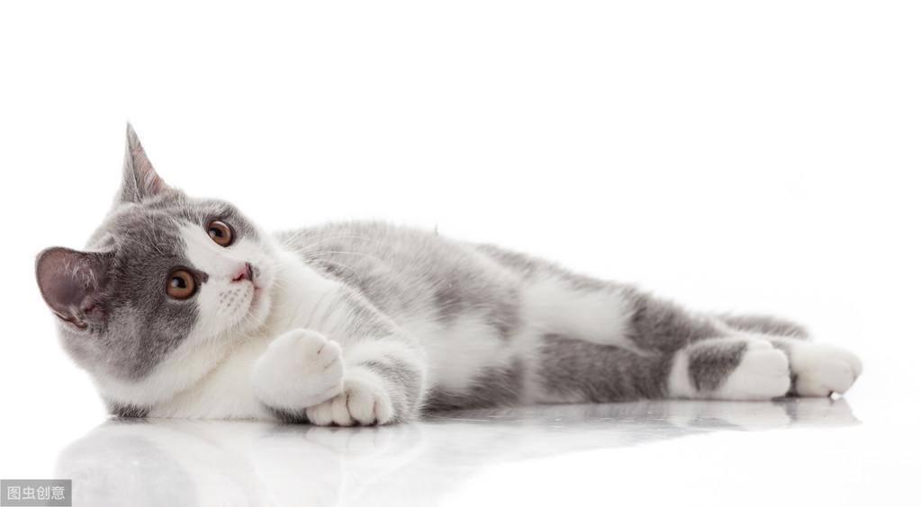 公猫7个月绝育会发生什么（谈谈猫早绝育的弊端及生理需求）