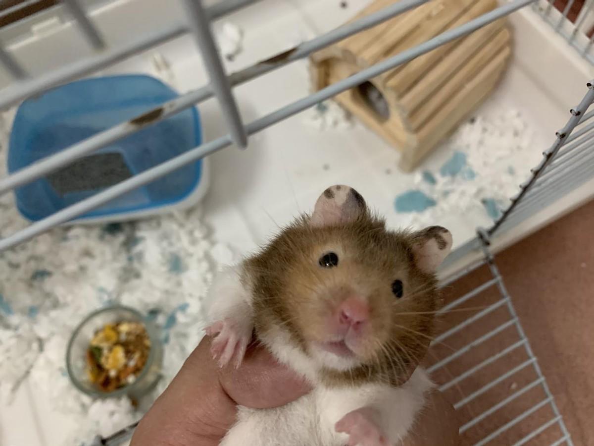 养仓鼠是否会染上新型冠状病毒（家养仓鼠不会自带新冠病毒）