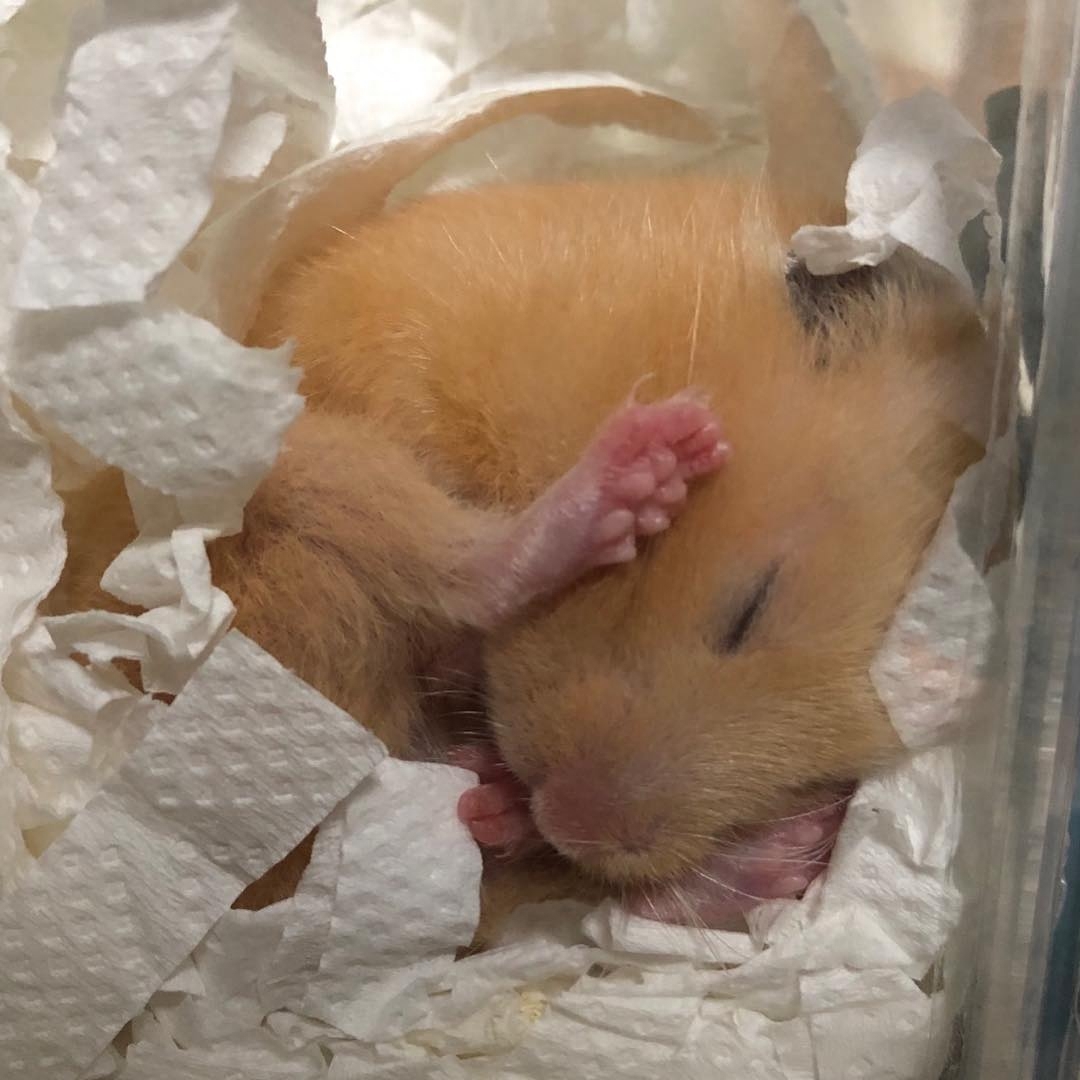 怎么救奄奄一息的仓鼠（注意：仓鼠进入会冬眠假死状态会一睡不起）