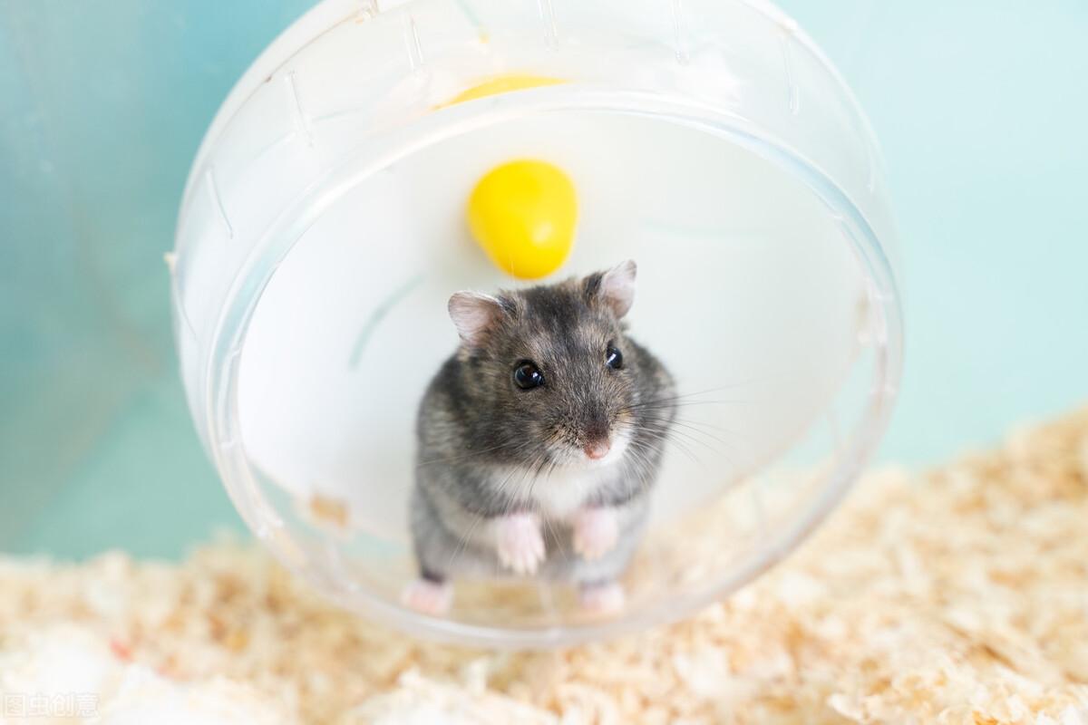 仓鼠拉稀会自愈吗（仓鼠拉稀粪便图片还能活多久呢）