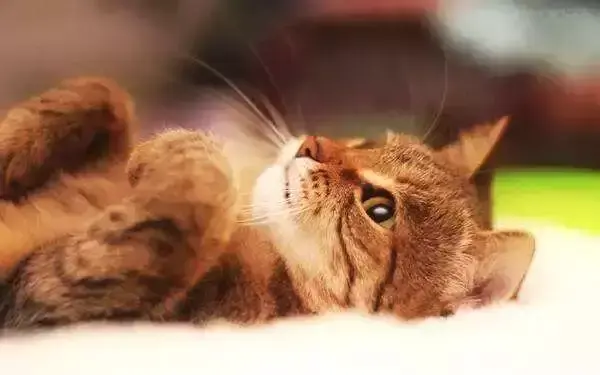 猫瘟多久传染给另一只猫（接触过猫瘟的猫怎么预防感染）