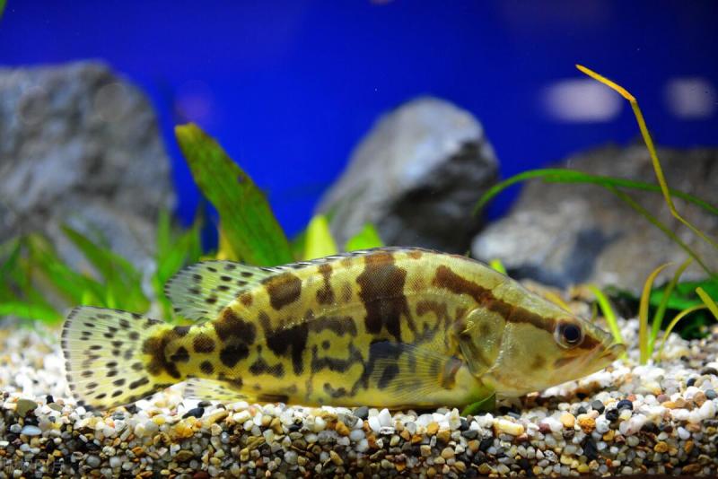 桂鱼多少钱一斤2022（详解：一万尾桂花鱼养殖成本）