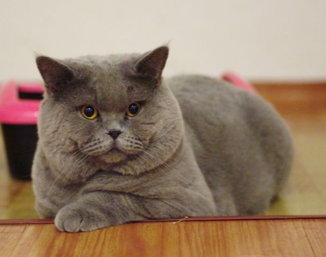 蓝猫和银渐层配出来是什么品种(蓝猫和银渐层配出什么猫)