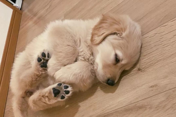 狗缘好的人阴德重从哪几个方面分析（狗缘好的人都有什么性格及行为）