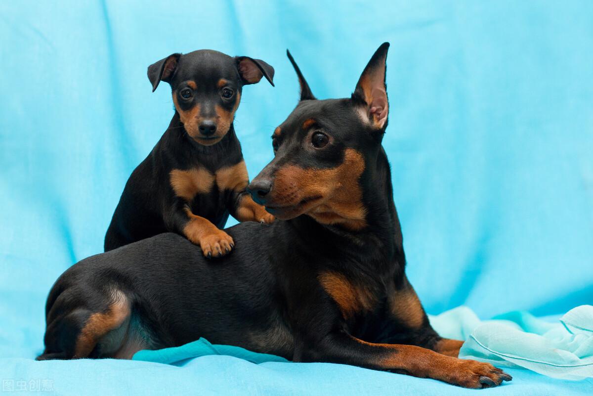 短小精悍却战斗力惊人你知道是哪种犬吗（附：迷你杜宾犬图）