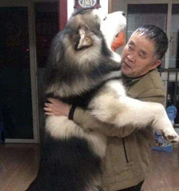 “雪橇三傻”到底谁最“傻”（附：世界三大傻狗）