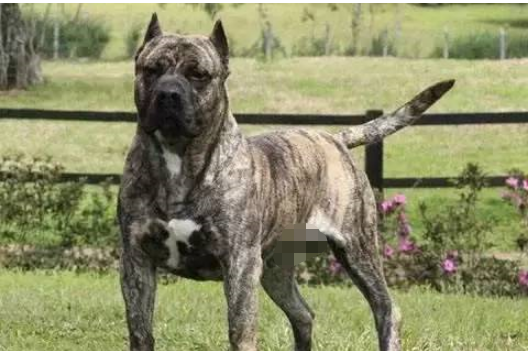 十大常见巨型犬排行（巨型犬品种大全）