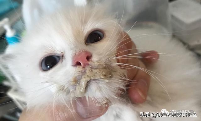 小猫拉稀能自愈吗(一个月小猫拉稀能自愈吗)