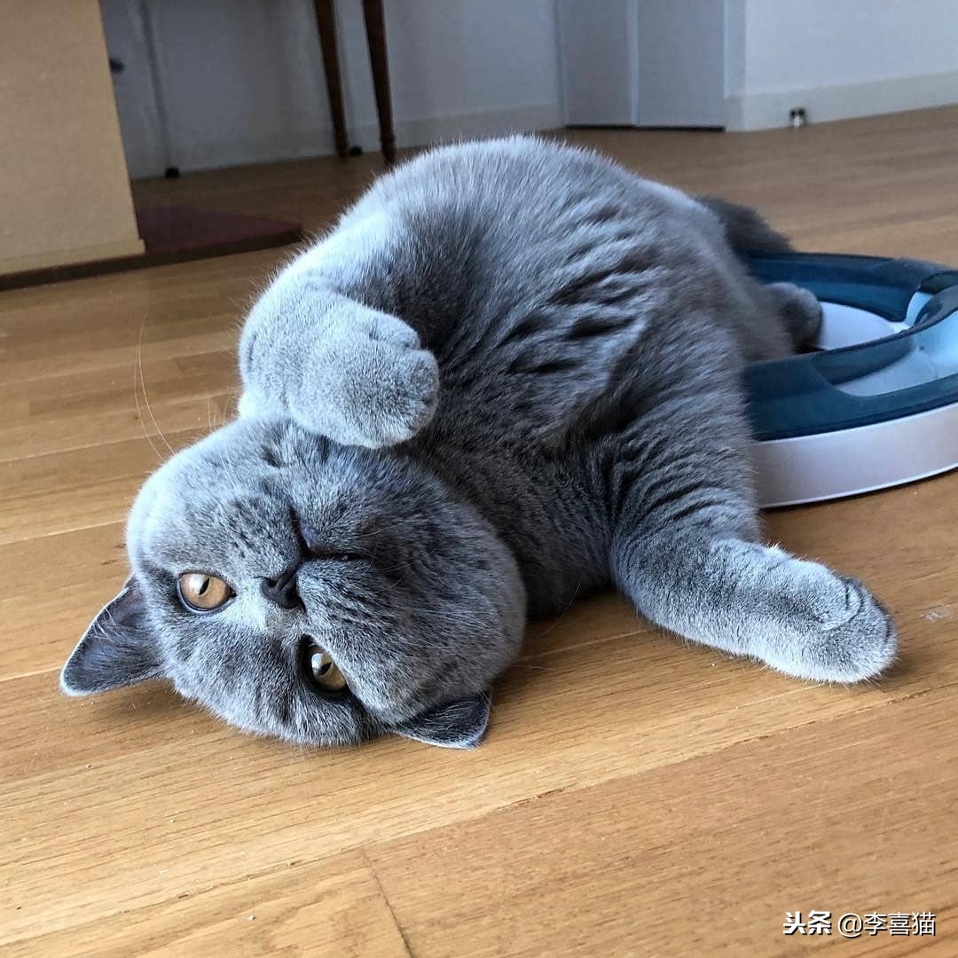 猫一直叫个不停咋办（附：幼猫喵喵叫通常是有需求的）