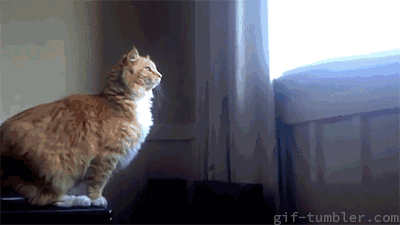 猫和狗哪个智商高一点（猫和狗哪个更通人性）