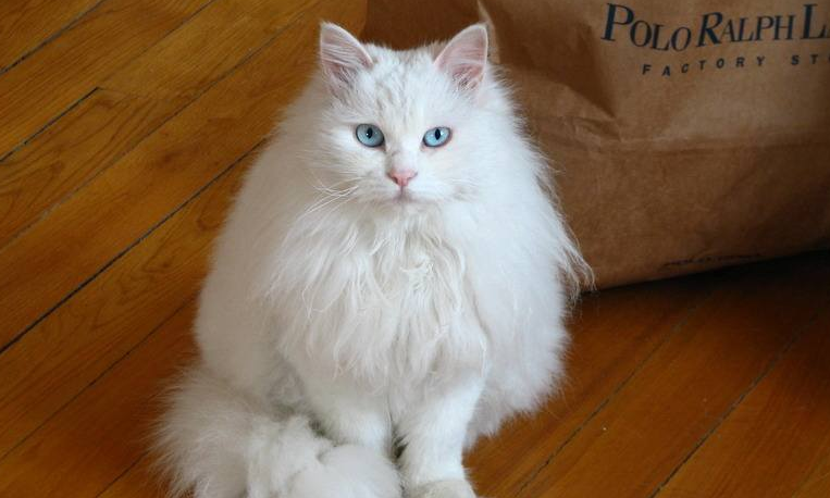 纯种临清狮子猫多少钱一只