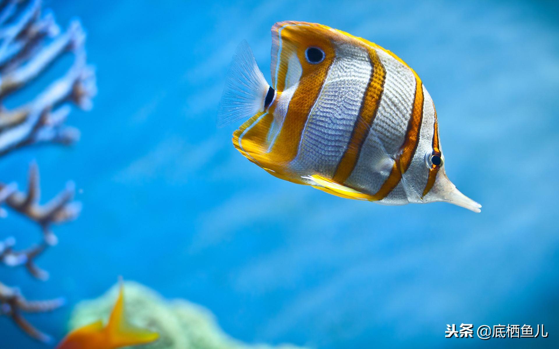 养鱼必备的知识