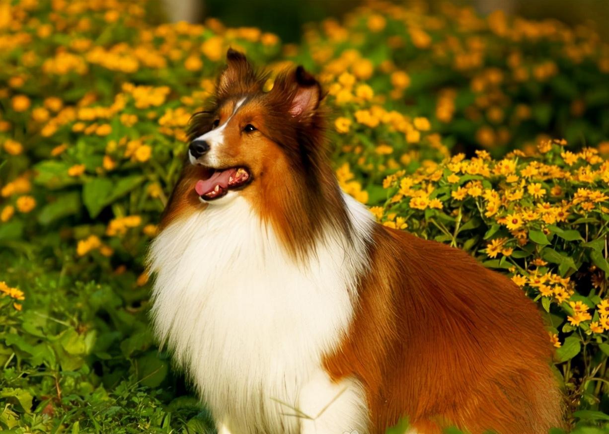 喜乐蒂为什么养的人少了（盘点不养喜乐蒂的5个理由）