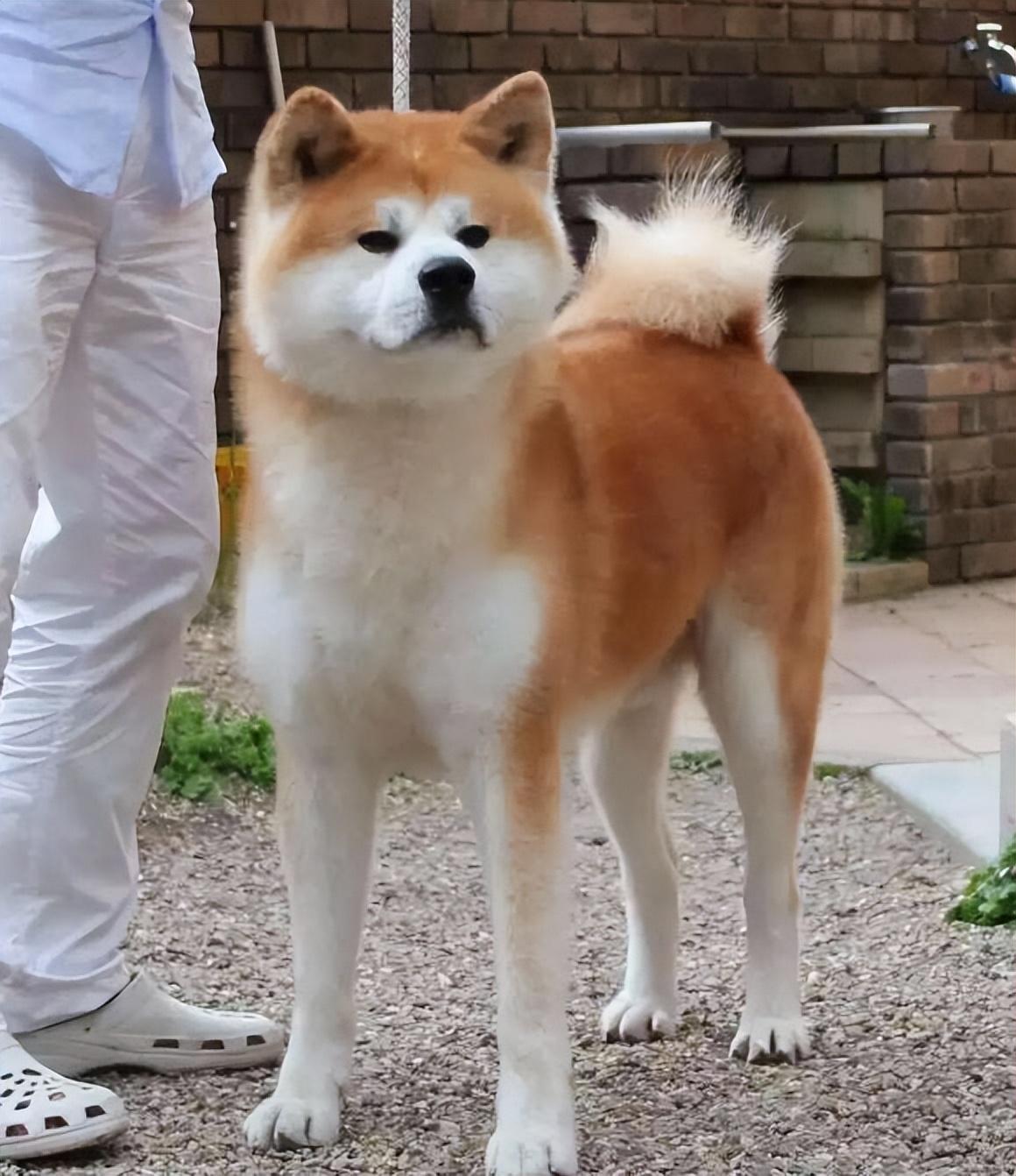 详解不建议养秋田的理由（秋田狗好养吗）