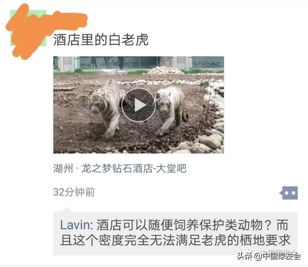 白化孟加拉虎难养吗（详解：白化孟加拉虎资料及图片）