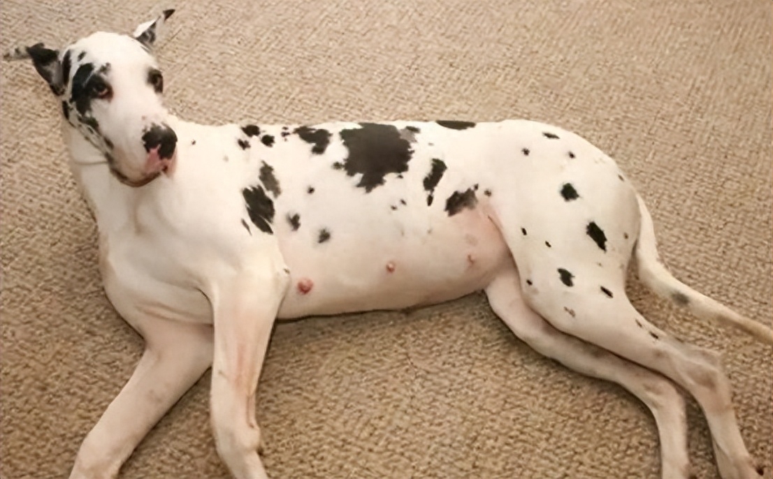 狗狗产前三天征兆有哪些