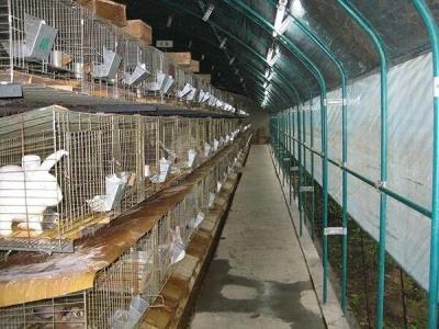 兔子可以活几年（兔子一年六七窝）