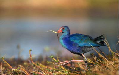 中国稀有的最美水鸟紫水鸡（最常见野生水鸟名字）