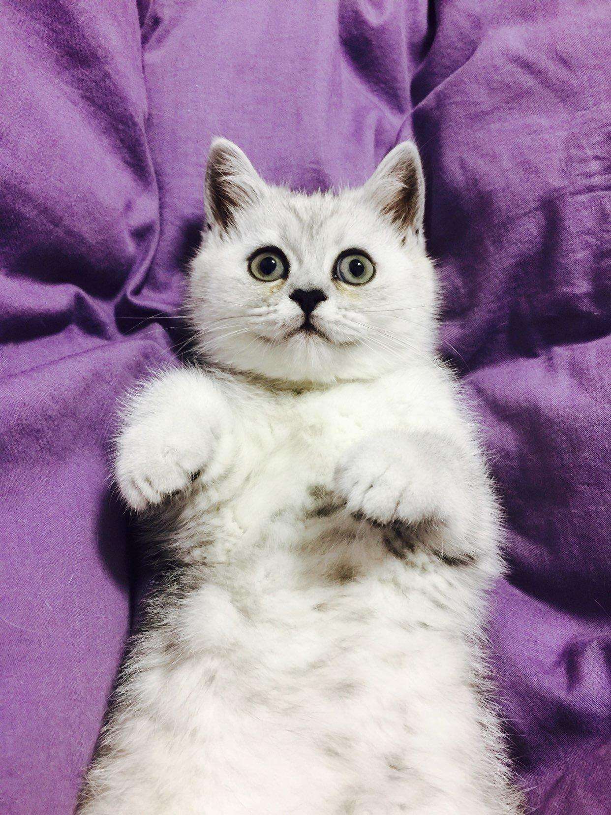 银渐层与波斯猫会生出啥样的猫（细解银渐层的复杂血统来源）