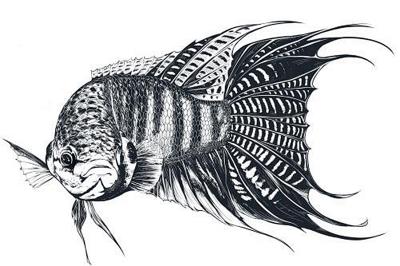 斗鱼鱼吧是什么意思