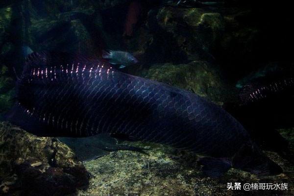 大海龙鱼图片大全大图（海鱼的品种大全图片及名字）