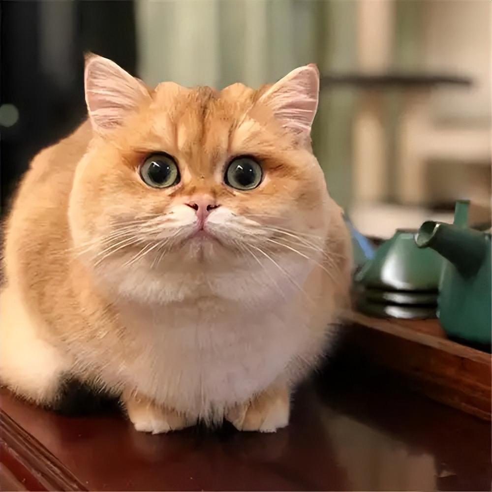 分享养金渐层猫的注意事项（金渐层难养吗）