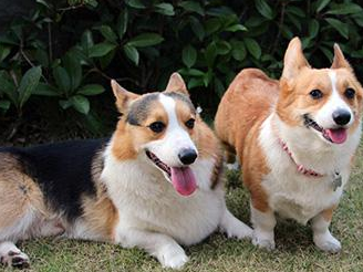 威尔士柯基犬多少钱一只幼崽（威尔士柯基犬的优点和缺点）