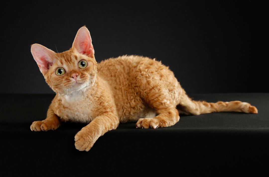 小猫的品相究竟是由谁决定的呢（附：猫崽品种取决于公猫还是母猫）