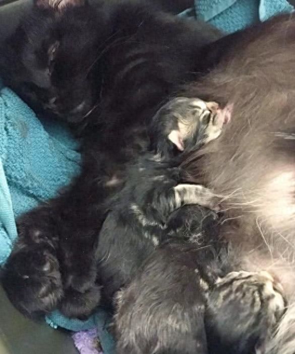 流浪猫上门产子是福是祸（附：养宠物是来陪伴自己的）