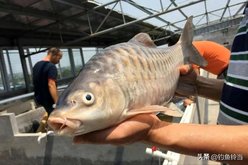 大黄鱼为何不引进我国（附：深海大黄鱼多少钱一斤）