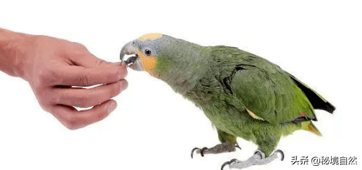 亚马逊鹦鹉的性格如何(橙翅亚马逊鹦鹉性格与特征描述 )