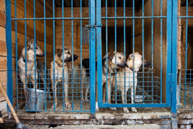 养狗的利润与成本如何算（附：养殖1000只土狗的利润分析）