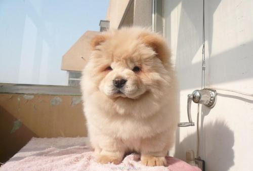 怎么训练纯种松狮犬（附：训练松狮基础要领）